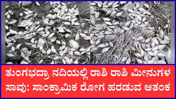 ಬತ್ತಿದ ತುಂಗಭದ್ರಾ ನದಿ: ನೀರಿಲ್ಲದೆ ಸಾವಿರಾರು ಮೀನುಗಳು ಸಾವು