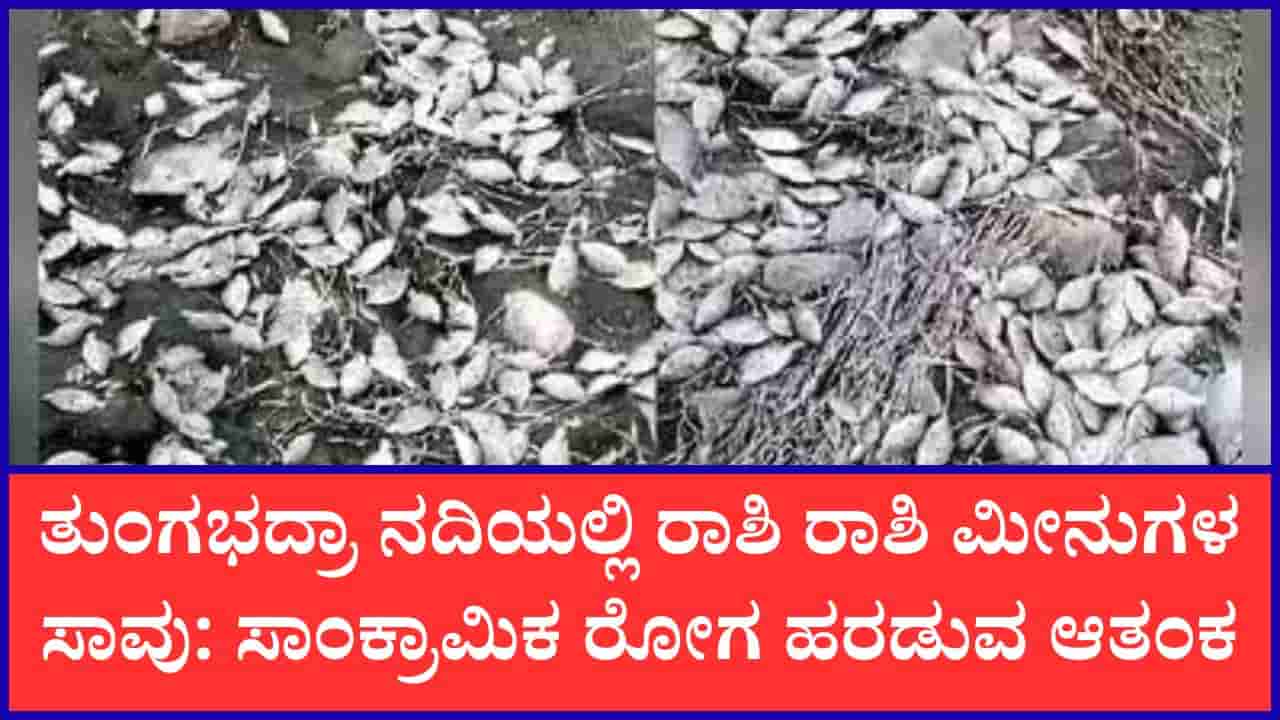 ಮಳೆ ಕೊರತೆಯಿಂದ ಬತ್ತಿದ ತುಂಗಭದ್ರಾ ನದಿ: ನೀರಿಲ್ಲದೆ ಸಾವಿರಾರು ಮೀನುಗಳು ಸಾವು