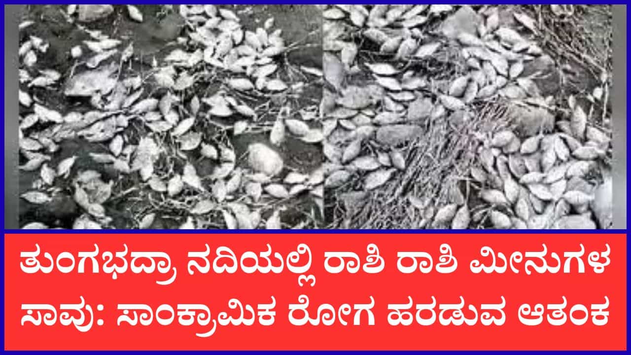 ಮಳೆ ಕೊರತೆಯಿಂದ ಬತ್ತಿದ ತುಂಗಭದ್ರಾ ನದಿ: ನೀರಿಲ್ಲದೆ ಸಾವಿರಾರು ಮೀನುಗಳು ಸಾವು ಮಳೆ ಕೊರತೆಯಿಂದ ಬತ್ತಿದ ತುಂಗಭದ್ರಾ ನದಿ: ನೀರಿಲ್ಲದೆ ಸಾವಿರಾರು ಮೀನುಗಳು ಸಾವು