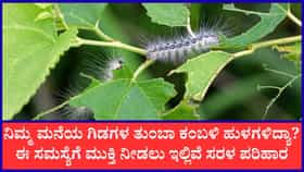ಕಂಬಳಿ ಹುಳಗಳಿಂದ ಗಿಡಗಳನ್ನು ರಕ್ಷಿಸಲು ಈ ಮನೆಮದ್ದುಗಳನ್ನು ಪ್ರಯತ್ನಿಸಿ