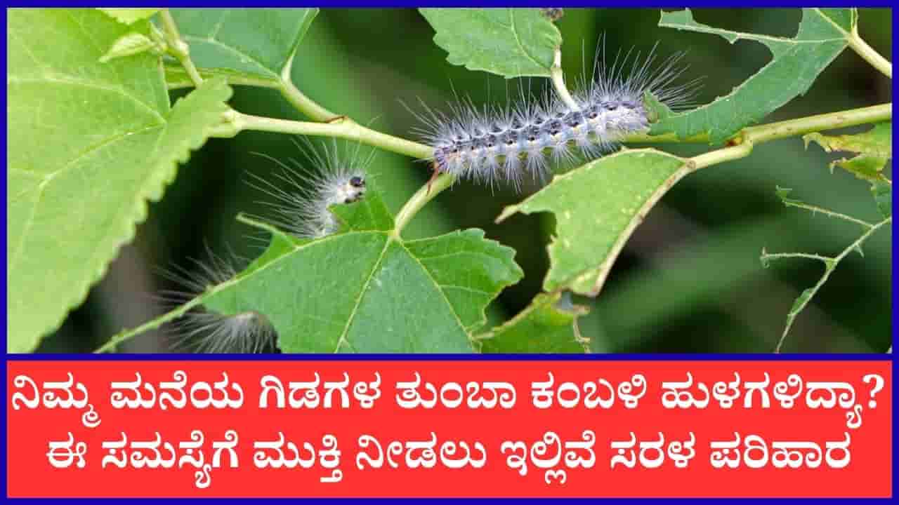 Gardening Tips: ಮಳೆಗಾಲದಲ್ಲಿ ಗಿಡಗಳನ್ನು ಕಂಬಳಿ ಹುಳಗಳಿಂದ ರಕ್ಷಿಸಲು ಈ ಮನೆಮದ್ದುಗಳೇ ಸಾಕು