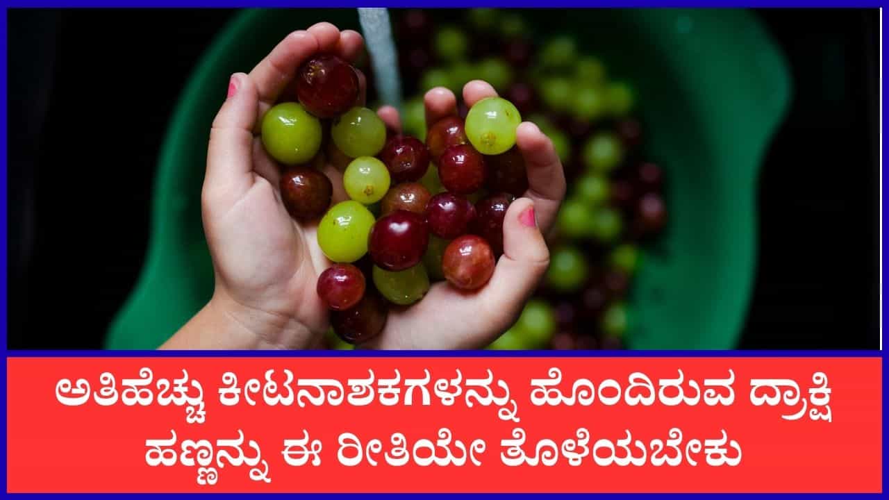 Grapes Cleaning Tips: ದ್ರಾಕ್ಷಿ ಹಣ್ಣನ್ನು ಸ್ವಚ್ಛಗೊಳಿಸಲು ಈ ಕ್ರಮಗಳನ್ನು ಅನುಸರಿಸಿ