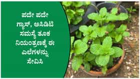 ಗ್ಯಾಸ್‌, ಅಸಿಡಿಟಿ ಸಮಸ್ಯೆಗೆ ಪುದೀನಾ ಎಲೆ ರಾಮಬಾಣ