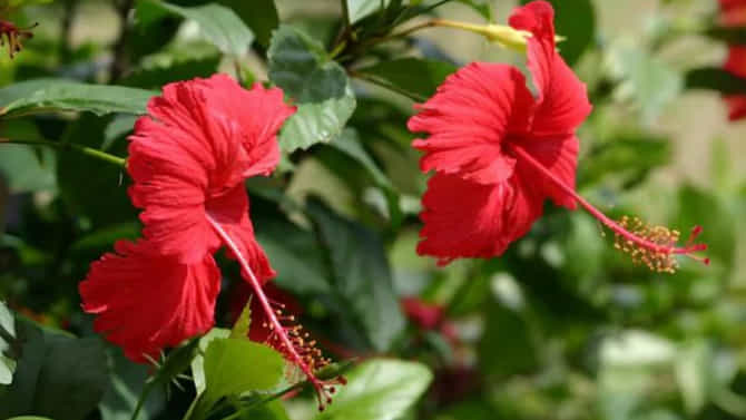 ಮನೆಯಲ್ಲಿ ದಾಸವಾಳ ಇದೆಯೇ? ಈ ದಿಕ್ಕಿನಲ್ಲಿಟ್ಟರೆ ಸಂಪತ್ತು ನಿಮ್ಮದಾಗುತ್ತದೆ!