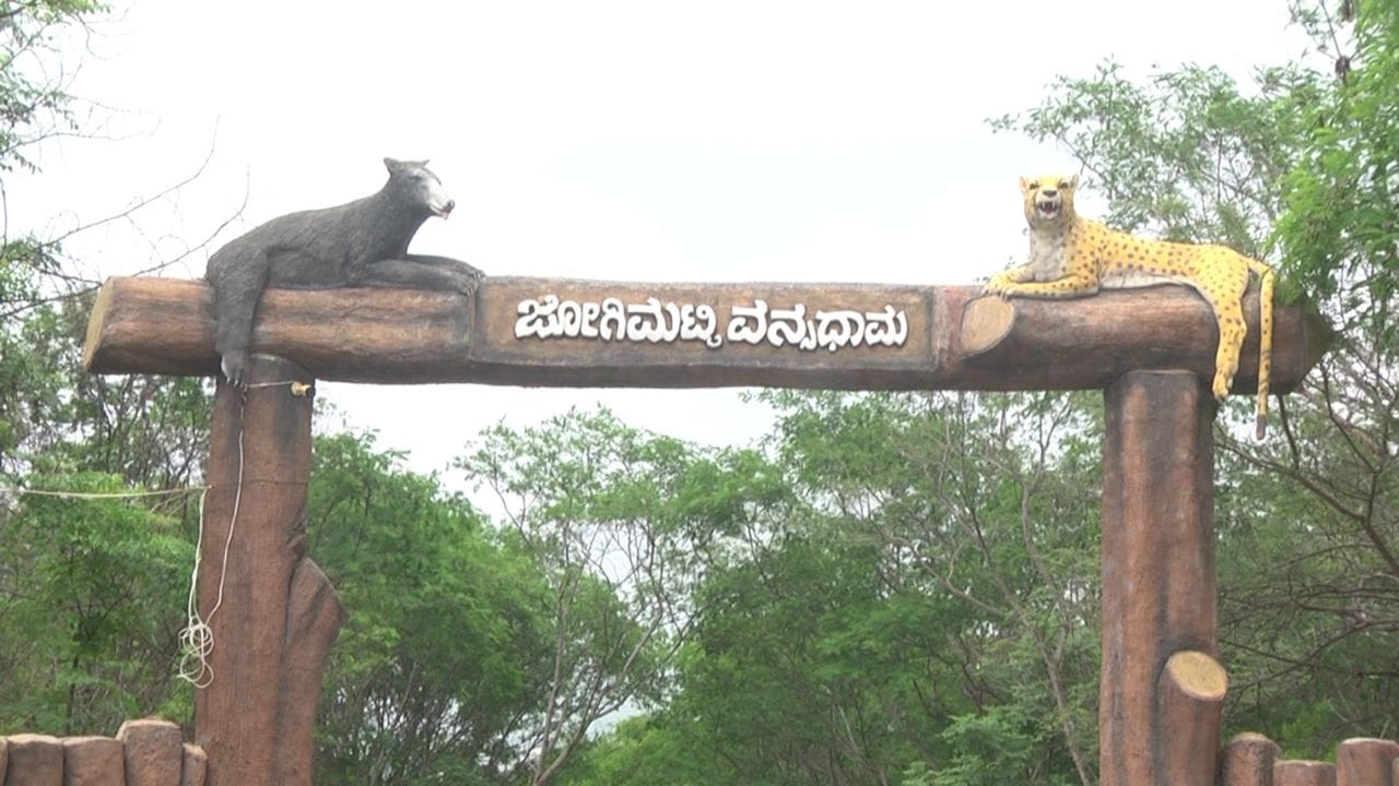 ಚಿತ್ರದುರ್ಗ ಜಿಲ್ಲೆಯಲ್ಲಿ ಬರಗಾಲ ತೀವ್ರವಾಗಿದ್ದರೂ, ಜೋಗಿಮಟ್ಟಿ ವನ್ಯಧಾಮದಲ್ಲಿ ಮಂಜು, ತಂಪಾದ ಗಾಳಿ ಮತ್ತು ಹಸಿರು ಪರಿಸರ ಪ್ರವಾಸಿಗರನ್ನು ಆಕರ್ಷಿಸುತ್ತಿದೆ. ಬಯಲುಸೀಮೆಯ ‘ಊಟಿ’ ಎಂದೇ ಖ್ಯಾತಿ ಪಡೆದಿರುವ ಈ ತಾಣಕ್ಕೆ ನಿತ್ಯ ಸಾವಿರಾರು ಮಂದಿ ಭೇಟಿ ನೀಡುತ್ತಿದ್ದಾರೆ.