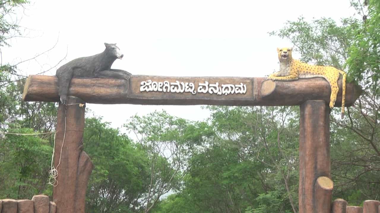 ಚಿತ್ರದುರ್ಗ ಜಿಲ್ಲೆಯಲ್ಲಿ ಬರಗಾಲ ತೀವ್ರವಾಗಿದ್ದರೂ, ಜೋಗಿಮಟ್ಟಿ ವನ್ಯಧಾಮದಲ್ಲಿ ಮಂಜು, ತಂಪಾದ ಗಾಳಿ ಮತ್ತು ಹಸಿರು ಪರಿಸರ ಪ್ರವಾಸಿಗರನ್ನು ಆಕರ್ಷಿಸುತ್ತಿದೆ. ಬಯಲುಸೀಮೆಯ ‘ಊಟಿ’ ಎಂದೇ ಖ್ಯಾತಿ ಪಡೆದಿರುವ ಈ ತಾಣಕ್ಕೆ ನಿತ್ಯ ಸಾವಿರಾರು ಮಂದಿ ಭೇಟಿ ನೀಡುತ್ತಿದ್ದಾರೆ.