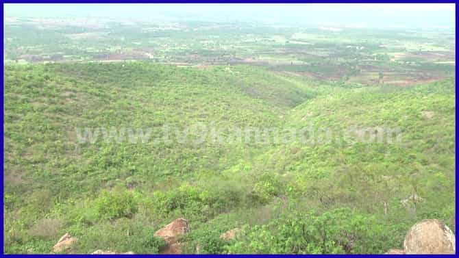 ಬರದ ನಡುವೆಯೂ ಊಟಿಯ ಅನುಭವ ನೀಡುತ್ತಿದೆ ಚಿತ್ರದುರ್ಗದ ಜೋಗಿಮಟ್ಟಿ!