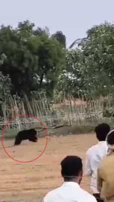 ಜನರ ಕೂಗಾಟಕ್ಕೆ ದಿಕ್ಕಾಪಾಲಾಗಿ ಓಡಿದ ಕರಡಿ