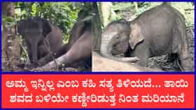 ತಾಯಿಯ ಶವದ ಬಳಿ ಮರಿ ಆನೆಯ ಮೂಕರೋಧನೆ: ಕಣ್ಣೀರಿಟ್ಟ ಜನತೆ