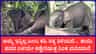 ತಾಯಿಯ ಶವದ ಬಳಿ ಮರಿ ಆನೆಯ ಮೂಕರೋಧನೆ: ಕಣ್ಣೀರಿಟ್ಟ ಜನತೆ