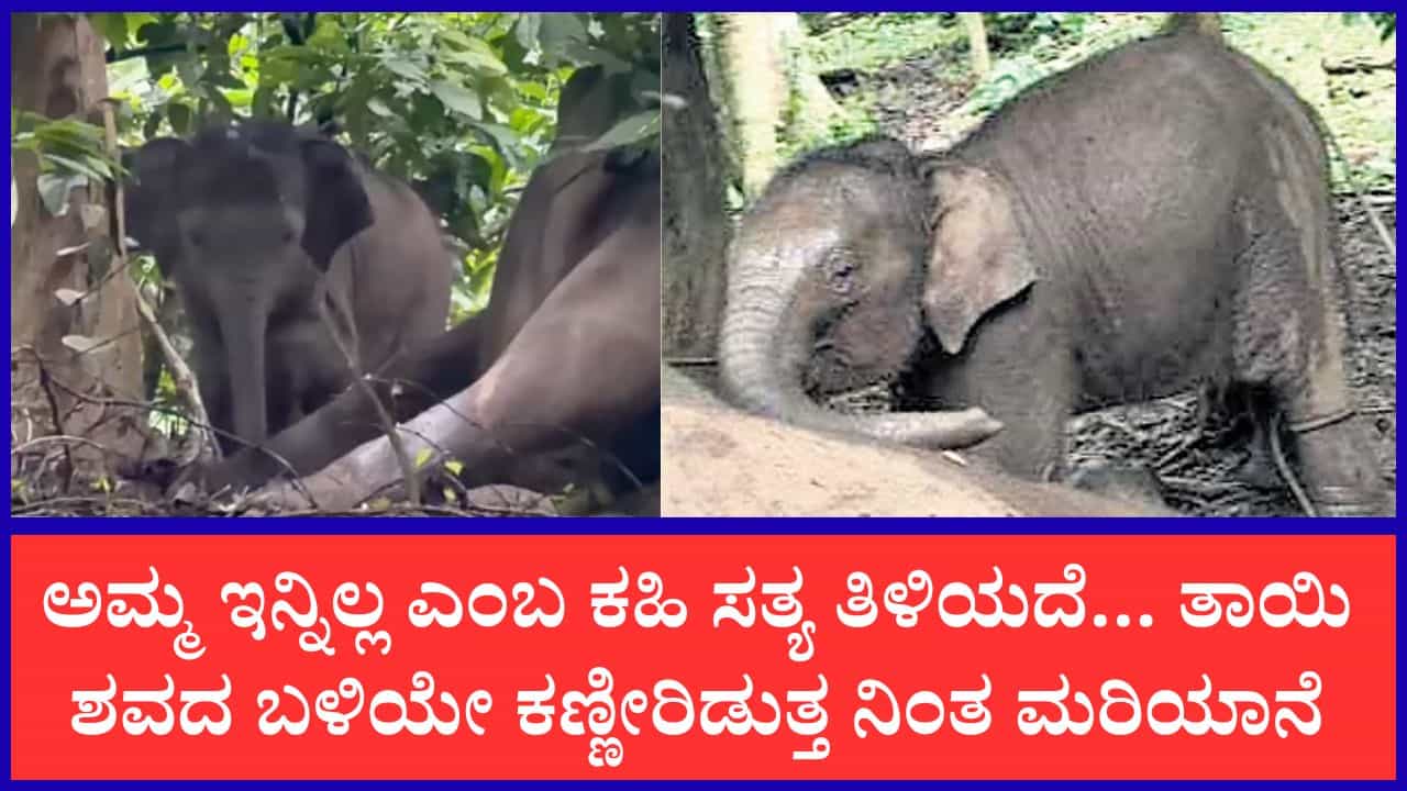 ಅಮ್ಮ ಏಳಮ್ಮ... ತಾಯಿಯ ಶವದ ಬಳಿ ಮರಿ ಆನೆಯ ಮೂಕರೋಧನೆ: ಕಣ್ಣೀರಿಟ್ಟ ಜನತೆ ಅಮ್ಮ ಏಳಮ್ಮ... ತಾಯಿಯ ಶವದ ಬಳಿ ಮರಿ ಆನೆಯ ಮೂಕರೋಧನೆ: ಕಣ್ಣೀರಿಟ್ಟ ಜನತೆ