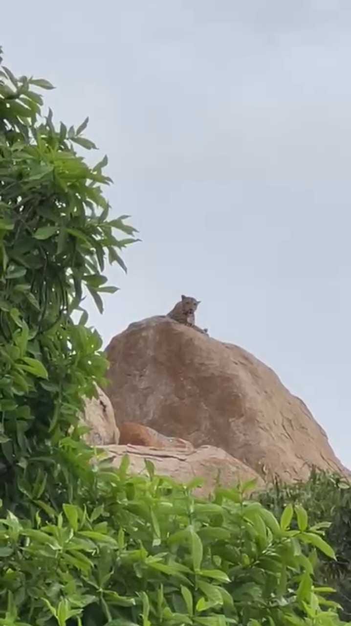 ಬಂಡೆ ಮೇಲೆ ಬಿಂದಾಸ್ ಆಗಿ ಕುಳಿತ ಚಿರತೆ
