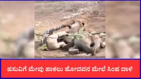 ಹಸುವಿಗೆ ಮೇವು ಹಾಕಲು ಹೋದವನ ಮೇಲೆ ಸಿಂಹ ದಾಳಿ