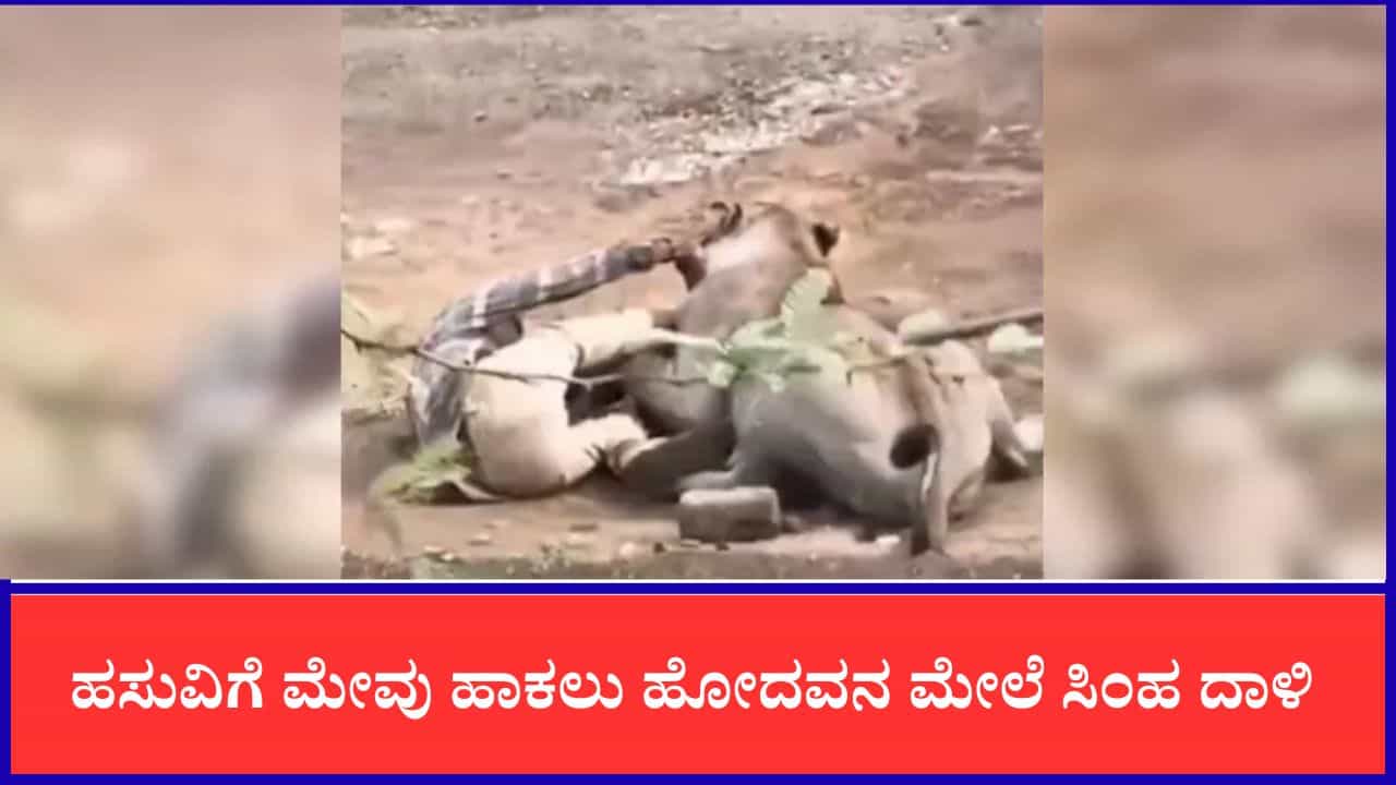 Video: ಹಸುವಿಗೆ ಮೇವು ಹಾಕಲು ಹೋದವನ ಮೇಲೆ ಸಿಂಹ ದಾಳಿ, ತಲೆ ಸವರಿದರೂ ಬಿಡಲಿಲ್ಲ ಕಾಡಿನ ರಾಜ Video: ಹಸುವಿಗೆ ಮೇವು ಹಾಕಲು ಹೋದವನ ಮೇಲೆ ಸಿಂಹ ದಾಳಿ, ತಲೆ ಸವರಿದರೂ ಬಿಡಲಿಲ್ಲ ಕಾಡಿನ ರಾಜ