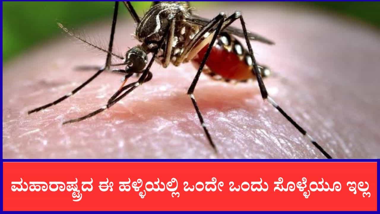 ಮಹಾರಾಷ್ಟ್ರದ ಈ ಹಳ್ಳಿಯಲ್ಲಿ ಒಂದೇ ಒಂದು ಸೊಳ್ಳೆಯೂ ಇಲ್ಲ, ಸೊಳ್ಳೆ ಹಿಡಿದು ಕೊಟ್ರೆ ಸಿಗುತ್ತೆ 400 ರೂ. ಬಹುಮಾನ ಮಹಾರಾಷ್ಟ್ರದ ಈ ಹಳ್ಳಿಯಲ್ಲಿ ಒಂದೇ ಒಂದು ಸೊಳ್ಳೆಯೂ ಇಲ್ಲ, ಸೊಳ್ಳೆ ಹಿಡಿದು ಕೊಟ್ರೆ ಸಿಗುತ್ತೆ 400 ರೂ. ಬಹುಮಾನ