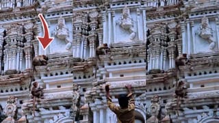 ಶಿವಗಂಗೆ ಬೆಟ್ಟದಲ್ಲಿ ಮಂಗನ ಚೇಷ್ಟೆ: ಪ್ರವಾಸಿಗರ ಮೊಬೈಲ್ ಕಸಿದು ಪುಂಡಾಟ!