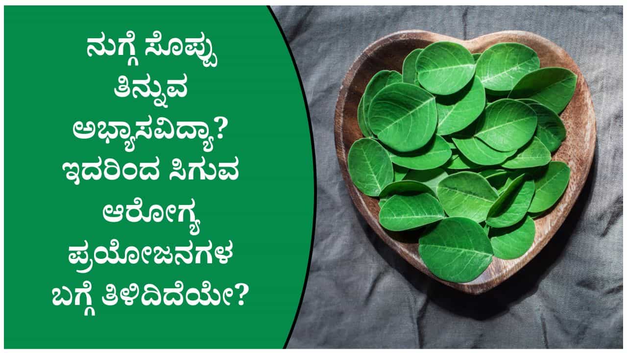 ನುಗ್ಗೆ ಸೊಪ್ಪು: ಹಾಲು-ಬಾಳೆಹಣ್ಣಿಗಿಂತಲೂ ಹೆಚ್ಚು ಪೌಷ್ಟಿಕಾಂಶವಿರುವ ಈ ಸೊಪ್ಪಿನಲ್ಲಿದೆ ಅನೇಕ ಪ್ರಯೋಜನ!