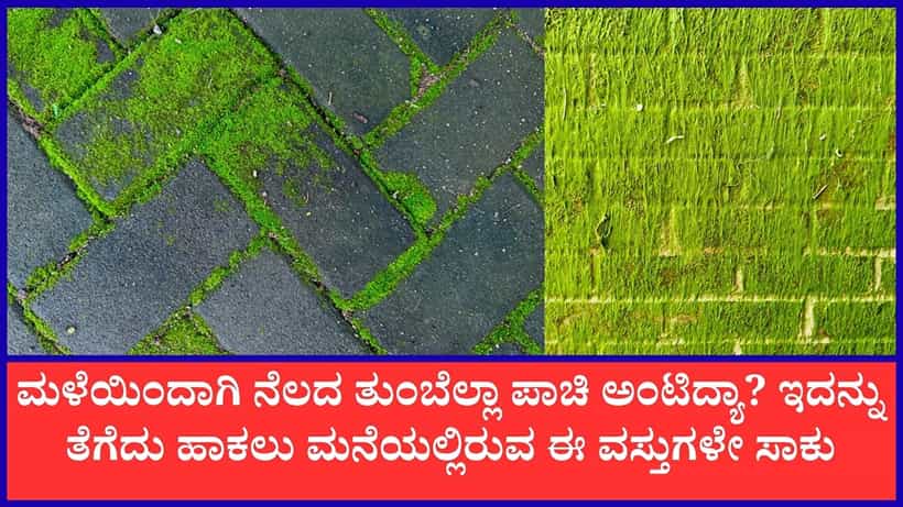 Moss Removing Tips: ಪಾಚಿಗಟ್ಟಿದ ನೆಲವನ್ನು ಸ್ವಚ್ಛಗೊಳಿಸಲು ಈ ಸುಲಭ ಟಿಪ್ಸ್ ಪಾಲಿಸಿ ಸಾಕು