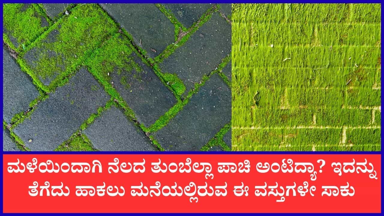 Moss Removing Tips: ಪಾಚಿಗಟ್ಟಿದ ನೆಲವನ್ನು ಸ್ವಚ್ಛಗೊಳಿಸಲು ಈ ಸುಲಭ ಟಿಪ್ಸ್‌ ಪಾಲಿಸಿ ಸಾಕು