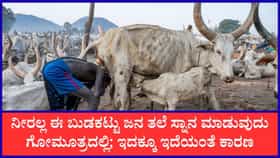ಗೋಮೂತ್ರದಿಂದ ತಲೆಸ್ನಾನ ಮಾಡುವ ವಿಶಿಷ್ಟ ಬುಡಕಟ್ಟು ಜನಾಂಗ