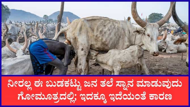 ಗೋಮೂತ್ರದಿಂದ ತಲೆಸ್ನಾನ ಮಾಡುವ ವಿಶಿಷ್ಟ ಬುಡಕಟ್ಟು ಜನಾಂಗ