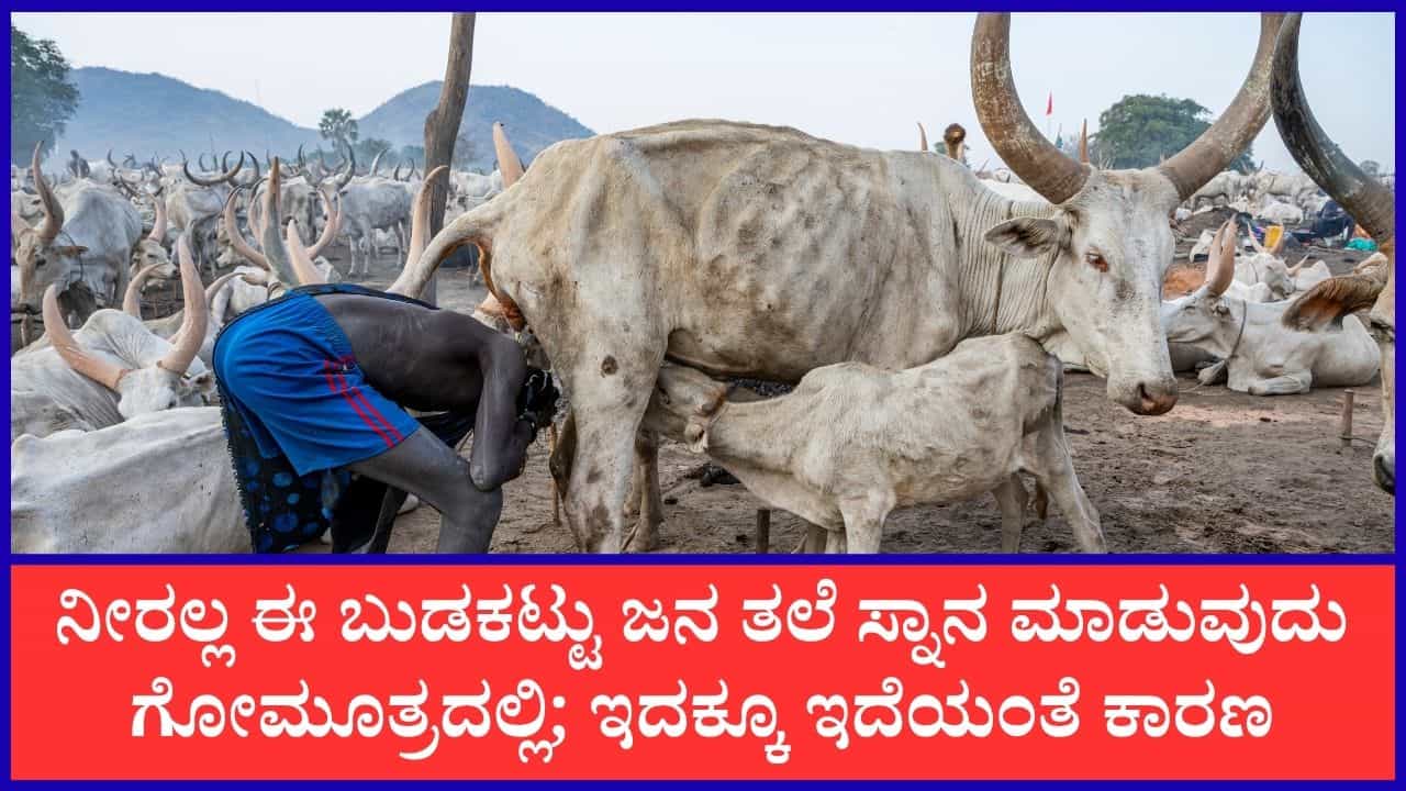 ಗೋಮೂತ್ರದಿಂದ ತಲೆ, ಮುಖವನ್ನು ತೊಳೆಯುವ ವಿಶಿಷ್ಟ ಬುಡಕಟ್ಟು ಜನಾಂಗವಿದು ಗೋಮೂತ್ರದಿಂದ ತಲೆ, ಮುಖವನ್ನು ತೊಳೆಯುವ ವಿಶಿಷ್ಟ ಬುಡಕಟ್ಟು ಜನಾಂಗವಿದು