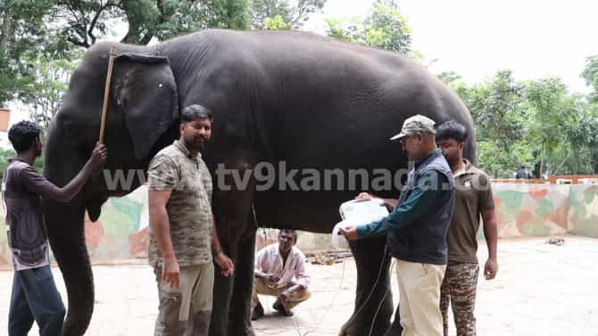 ದಸರಾ ಇತಿಹಾಸದಲ್ಲೇ ಮೊಟ್ಟಮೊದಲ ಬಾರಿಗೆ ಗಜಪಡೆಗೆ ಇಸಿಜಿ ಟೆಸ್ಟ್!