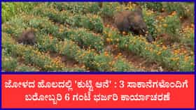ಜೋಳ ತಿಂದು ಅಡ್ಡಾದಿಡ್ಡಿ ಓಡಿದ ಆನೆ ಮರಿ: 3 ಸಾಕಾನೆಗಳೊಂದಿಗೆ ಬರೋಬ್ಬರಿ 6 ಗಂಟೆ ಭರ್ಜರಿ ಕಾರ್ಯಾಚರಣೆ