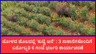 ಜೋಳ ತಿಂದು ಅಡ್ಡಾದಿಡ್ಡಿ ಓಡಿದ ಆನೆ ಮರಿ: 3 ಸಾಕಾನೆಗಳೊಂದಿಗೆ ಬರೋಬ್ಬರಿ 6 ಗಂಟೆ ಭರ್ಜರಿ ಕಾರ್ಯಾಚರಣೆ