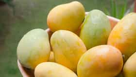 ರಾಷ್ಟ್ರೀಯ ಮಾವು ದಿನವನ್ನು ಆಚರಿಸುವುದೇಕೆ?