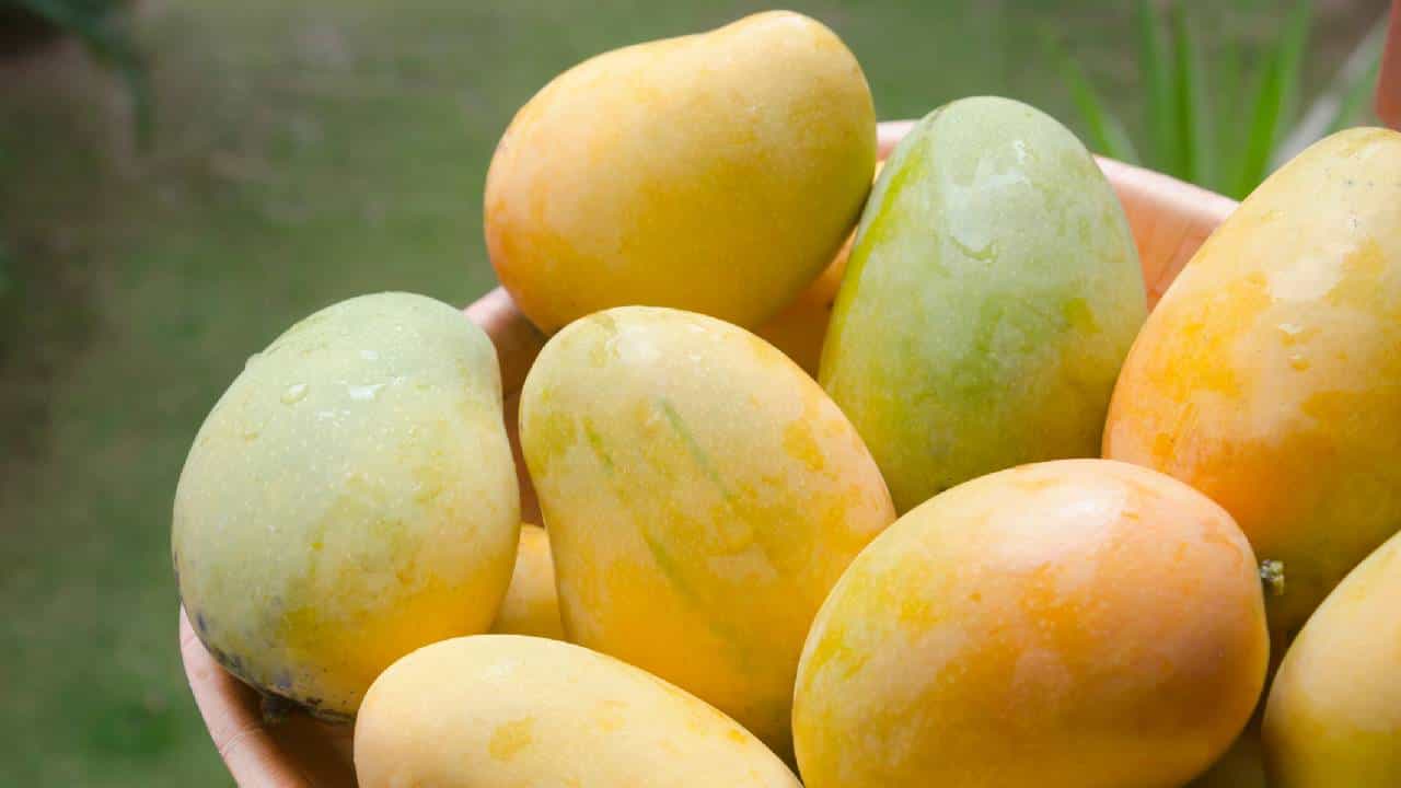 National Mango Day 2026: ರಾಷ್ಟ್ರೀಯ ಮಾವು ದಿನದ ಇತಿಹಾಸ, ಮಹತ್ವವನ್ನು ತಿಳಿದುಕೊಳ್ಳಿ National Mango Day 2026: ರಾಷ್ಟ್ರೀಯ ಮಾವು ದಿನದ ಇತಿಹಾಸ, ಮಹತ್ವವನ್ನು ತಿಳಿದುಕೊಳ್ಳಿ