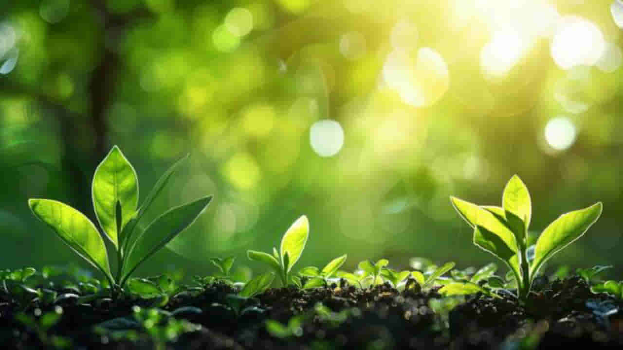 Planetary Plants: ನವಗ್ರಹಗಳ ಶಾಂತಿ ಮತ್ತು ಸಮೃದ್ಧಿಗೆ ಈ ಗಿಡಗಳನ್ನು ನೆಟ್ಟು ಬೆಳೆಸಿ; ವಾಸ್ತು ಸಲಹೆ ಇಲ್ಲಿದೆ