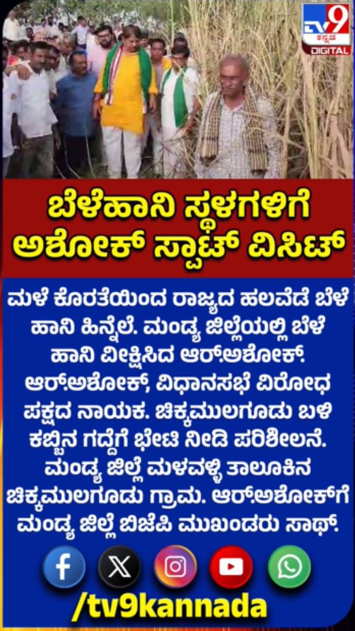 ಮಂಡ್ಯ ಬೆಳೆ ಹಾನಿ ವೀಕ್ಷಿಸಿದ ಆರ್.ಅಶೋಕ್
