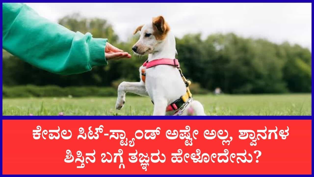 ಕೇವಲ ಕಮಾಂಡ್‌ಗಳಷ್ಟೇ ಸಾಲದು, ಶ್ವಾನದ ಮನಸ್ಸು ಅರ್ಥಮಾಡಿಕೊಳ್ಳಿ': ಬೆಂಗಳೂರಿನಲ್ಲಿ ಹೆಚ್ಚಿದ ಶ್ವಾನ ತರಬೇತಿ ಕ್ರೇಜ್