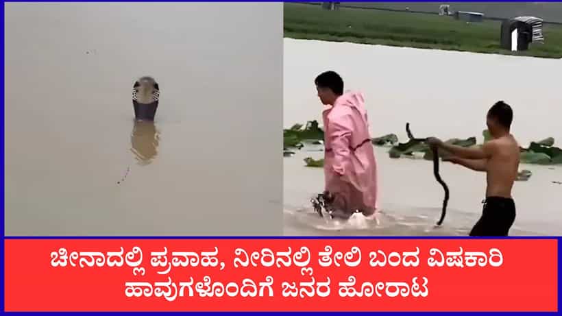 ಚೀನಾದಲ್ಲಿ ಭಾರಿ ಪ್ರವಾಹ, ನೀರಿನಲ್ಲಿ ತೇಲಿ ಬಂದ 900ಕ್ಕೂ ಹೆಚ್ಚು ವಿಷಕಾರಿ ಹಾವುಗಳು, ಮಹಿಳೆ ಸಾವು