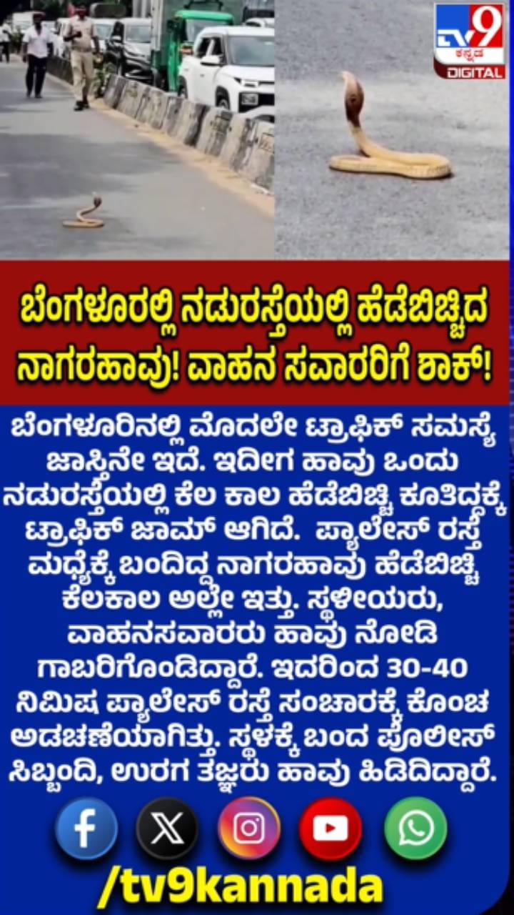 ನಡುರಸ್ತೆಯಲ್ಲಿ ಹೆಡೆಬಿಚ್ಚಿದ ನಾಗರಹಾವು: ಸವಾರರು ಶಾಕ್​