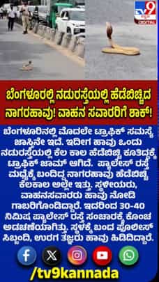 ನಡುರಸ್ತೆಯಲ್ಲಿ ಹೆಡೆಬಿಚ್ಚಿ ನಾಗರಹಾವು: ಸವಾರರು ಶಾಕ್​