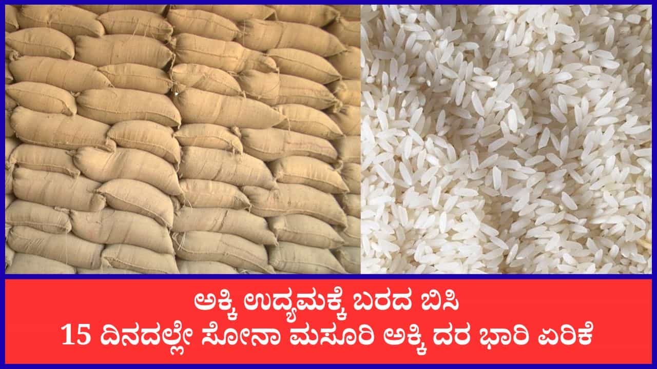 Rice Price Hike: ತುಂಗಭದ್ರಾ ನೀರಿನ ಅಭಾವ, ಬರದ ಪರಿಣಾಮ ಕುಸಿದ ಭತ್ತ ಬೆಳೆ; ಅಕ್ಕಿ ಬೆಲೆ ಭಾರೀ ಏರಿಕೆ Rice Price Hike: ತುಂಗಭದ್ರಾ ನೀರಿನ ಅಭಾವ, ಬರದ ಪರಿಣಾಮ ಕುಸಿದ ಭತ್ತ ಬೆಳೆ; ಅಕ್ಕಿ ಬೆಲೆ ಭಾರೀ ಏರಿಕೆ