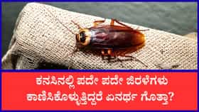 ಕನಸಿನಲ್ಲಿ ಜಿರಳೆ ಕಂಡರೆ ಏನರ್ಥ? ಸ್ವಪ್ನಶಾಸ್ತ್ರ ಹೇಳುವುದೇನು ಗೊತ್ತಾ?
