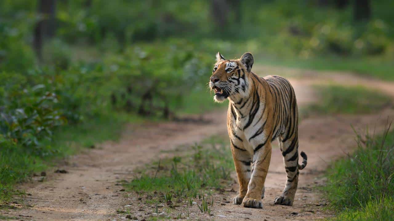 International Tiger Conservation Day 2026: ಕರ್ನಾಟಕದಲ್ಲಿರುವ ಪ್ರಮುಖ ಹುಲಿ ಸಂರಕ್ಷಿತ ತಾಣಗಳಿವು