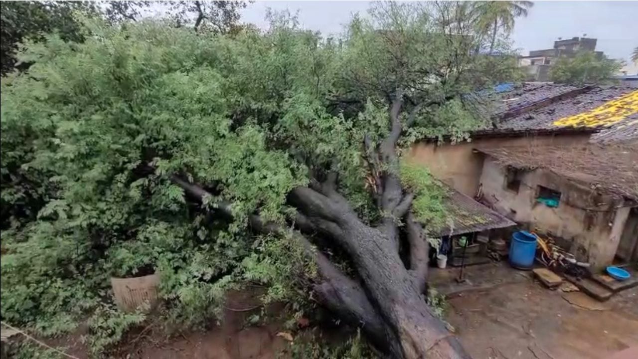Tree Collaps In Belagavi