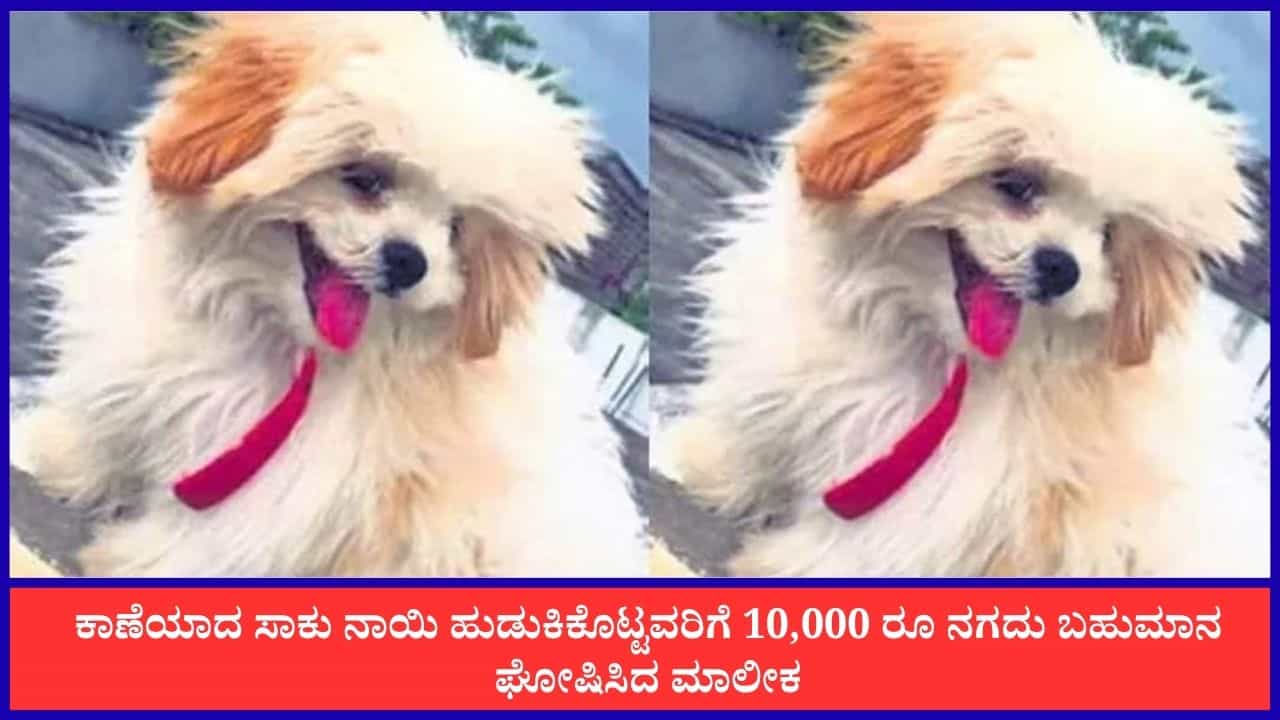 Viral: ಕಾಣೆಯಾದ ಸಾಕು ನಾಯಿ ಹುಡುಕಿಕೊಟ್ಟವರಿಗೆ 10,000 ರೂ ನಗದು ಬಹುಮಾನ ಘೋಷಿಸಿದ ಮಾಲೀಕ Viral: ಕಾಣೆಯಾದ ಸಾಕು ನಾಯಿ ಹುಡುಕಿಕೊಟ್ಟವರಿಗೆ 10,000 ರೂ ನಗದು ಬಹುಮಾನ ಘೋಷಿಸಿದ ಮಾಲೀಕ