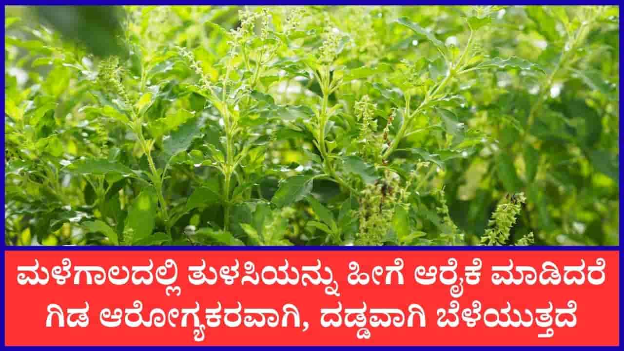 ತುಳಸಿ ಸಸ್ಯ ಸೊಂಪಾಗಿ ಬೆಳೆಯಬೇಕೆಂದರೆ, ಮಳೆಗಾಲದಲ್ಲಿ ಈ ರೀತಿ ಗಿಡವನ್ನು ಆರೈಕೆ ಮಾಡಿ