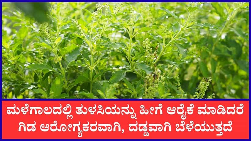 ತುಳಸಿ ಸಸ್ಯ ಸೊಂಪಾಗಿ ಬೆಳೆಯಬೇಕೆಂದರೆ, ಮಳೆಗಾಲದಲ್ಲಿ ಈ ರೀತಿ ಗಿಡವನ್ನು ಆರೈಕೆ ಮಾಡಿ