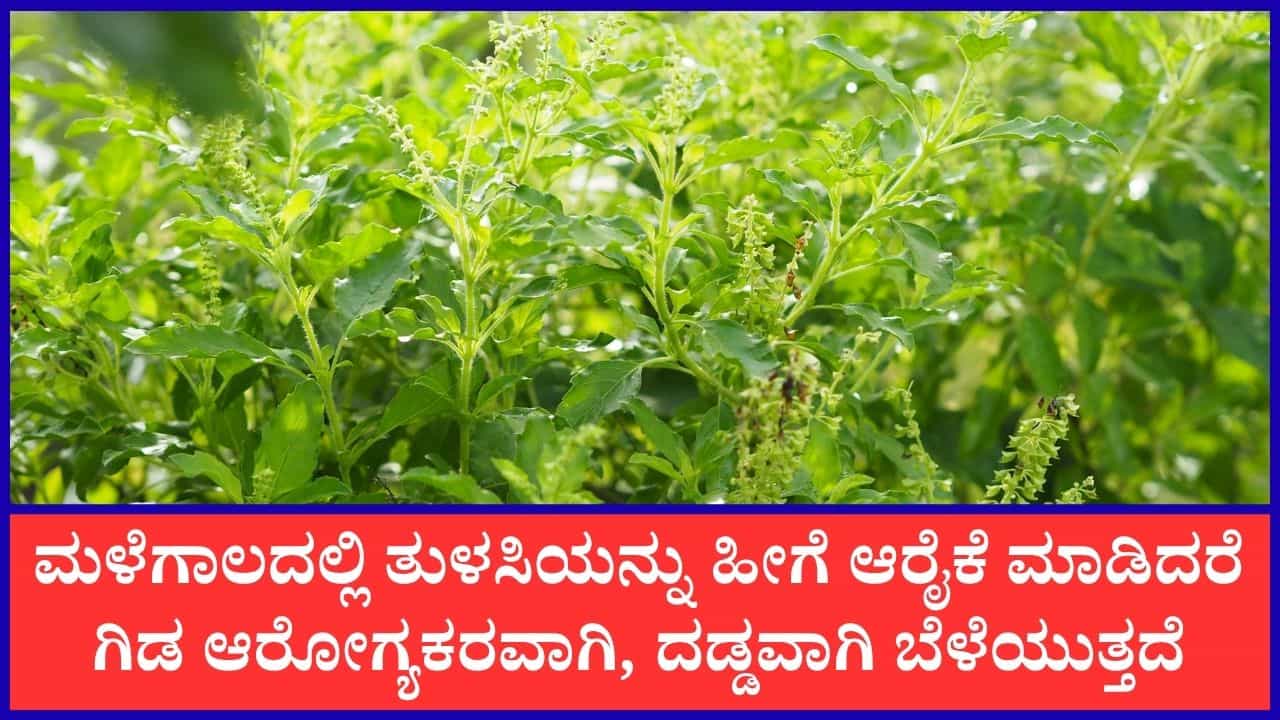 ತುಳಸಿ ಸಸ್ಯ ಸೊಂಪಾಗಿ ಬೆಳೆಯಬೇಕೆಂದರೆ, ಮಳೆಗಾಲದಲ್ಲಿ ಈ ರೀತಿ ಗಿಡವನ್ನು ಆರೈಕೆ ಮಾಡಿ