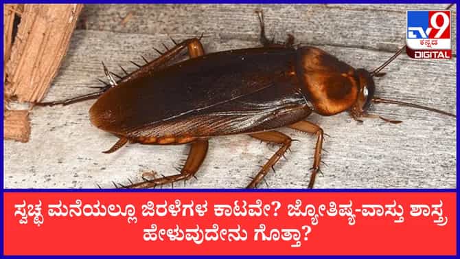 ಸ್ವಚ್ಛವಾಗಿದ್ದರೂ ಮನೆಯಲ್ಲಿ ಜಿರಳೆ ಇದ್ದಕ್ಕಿದ್ದಂತೆ ಹೆಚ್ಚಾಗುತ್ತಿವೆಯೇ?