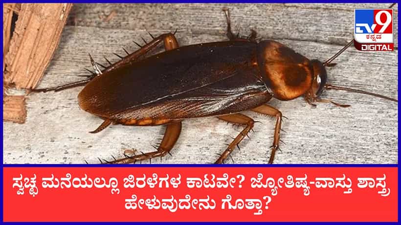 Vasthu Tips: ಸ್ವಚ್ಛವಾಗಿದ್ದರೂ ಮನೆಯಲ್ಲಿ ಜಿರಳೆ ಇದ್ದಕ್ಕಿದ್ದಂತೆ ಹೆಚ್ಚಾಗುತ್ತಿವೆಯೇ? ಜ್ಯೋತಿಷ್ಯ ಕಾರಣ ಇಲ್ಲಿ ತಿಳಿಯಿರಿ!