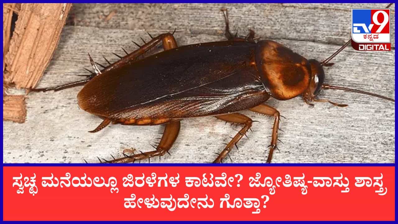 Vasthu Tips: ಸ್ವಚ್ಛವಾಗಿದ್ದರೂ ಮನೆಯಲ್ಲಿ ಜಿರಳೆ ಇದ್ದಕ್ಕಿದ್ದಂತೆ ಹೆಚ್ಚಾಗುತ್ತಿವೆಯೇ? ಜ್ಯೋತಿಷ್ಯ ಕಾರಣ ಇಲ್ಲಿ ತಿಳಿಯಿರಿ!