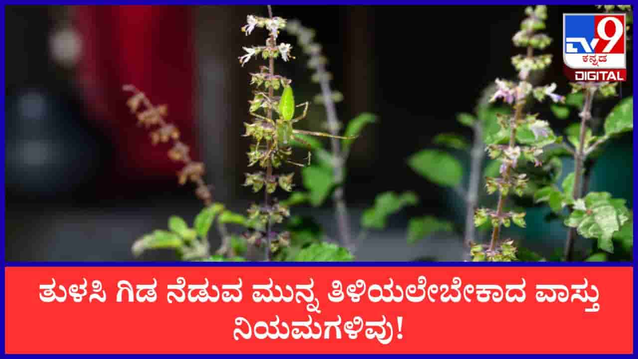 Tulsi Vastu Tips: ಮನೆಯಲ್ಲಿ ತುಳಸಿ ಗಿಡ ನೆಡುವ ಮುನ್ನ ತಿಳಿಯಲೇಬೇಕಾದ ವಾಸ್ತು ನಿಯಮಗಳಿವು!