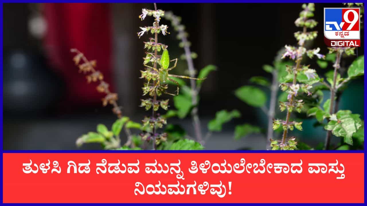Tulsi Vastu Tips: ಮನೆಯಲ್ಲಿ ತುಳಸಿ ಗಿಡ ನೆಡುವ ಮುನ್ನ ತಿಳಿಯಲೇಬೇಕಾದ ವಾಸ್ತು ನಿಯಮಗಳಿವು! Tulsi Vastu Tips: ಮನೆಯಲ್ಲಿ ತುಳಸಿ ಗಿಡ ನೆಡುವ ಮುನ್ನ ತಿಳಿಯಲೇಬೇಕಾದ ವಾಸ್ತು ನಿಯಮಗಳಿವು!
